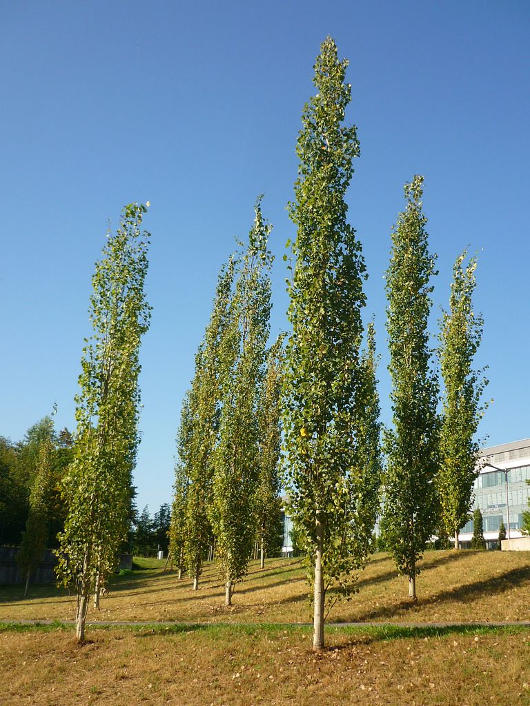 Populus tremula 'Erecta'